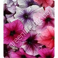 Петуния крупноцветковая Виртуоз Berry Mixed 