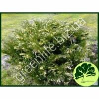 Можжевельник горизонтальный Andorra Compacta Variegata