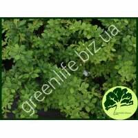 Барбарис Тунберга Green Ornament