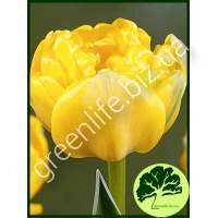 Тюльпан Yellow Pampone