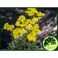 Тысячелистник Aurea