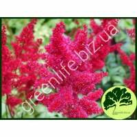 Астильба Etna