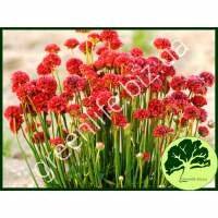 Псевдормерия Red