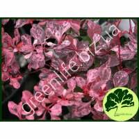 Барбарис Тунберга Pink Queen P9 