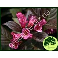 Вейгела Nana purpurea 
