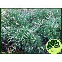 Можжевельник казацкий Variegata С2