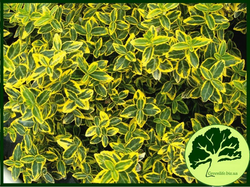 Бересклет Форчуна Emerald Gold 