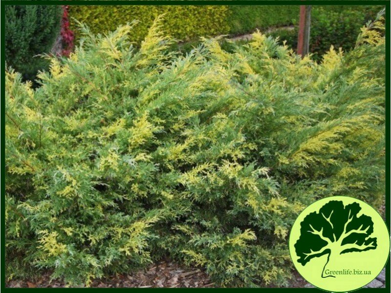 Можжевельник виргинский Hetz Variegata