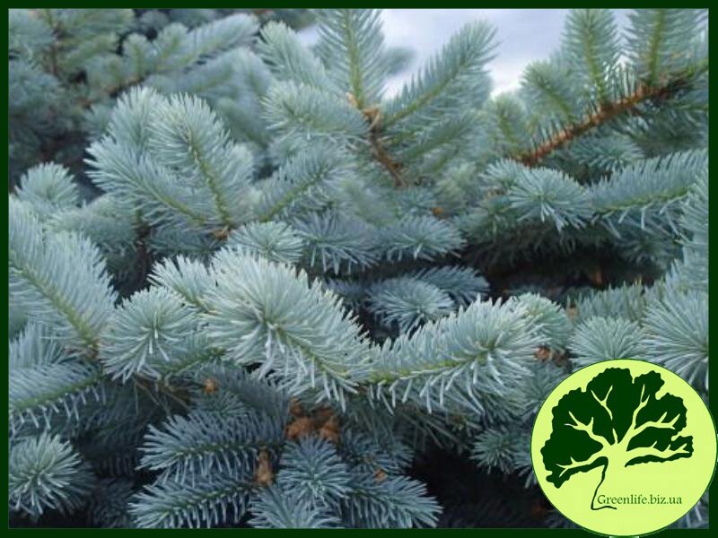 Ель колючая Glauca