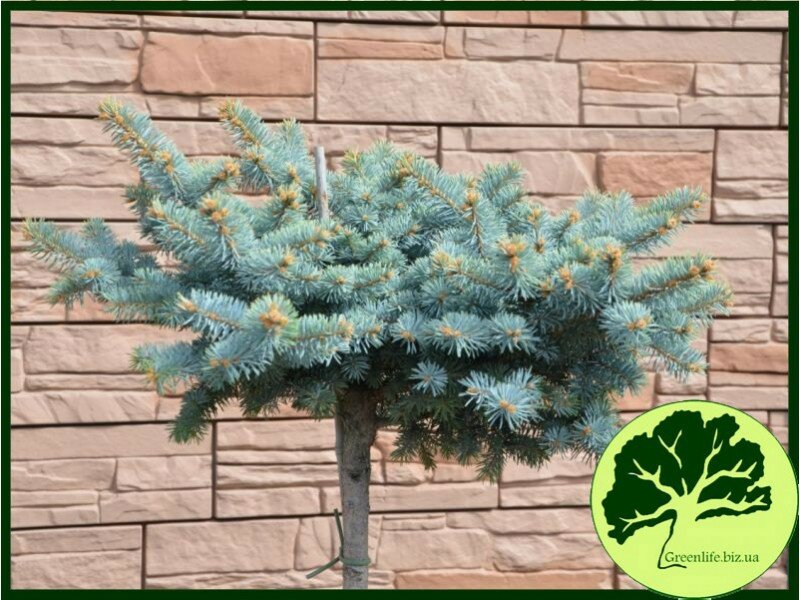 Ель колючая Glauca Globosa на штамбе