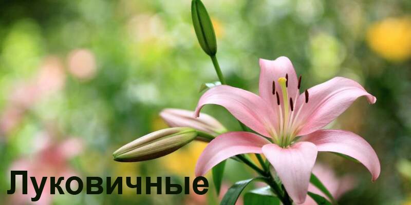 Баннер 4